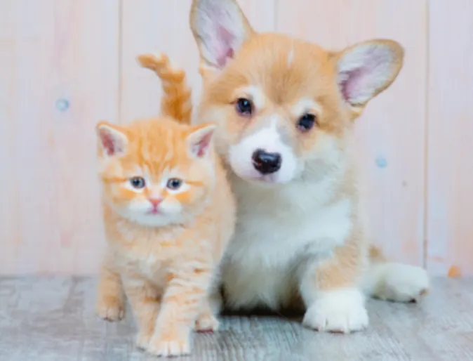 An Orange Corgi (Puppy) and Kitten