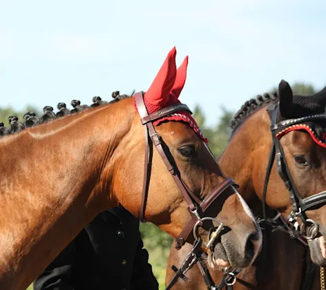 Two fancy performance horses with specialized bridles. Two fancy performance horses with specialized bridles.