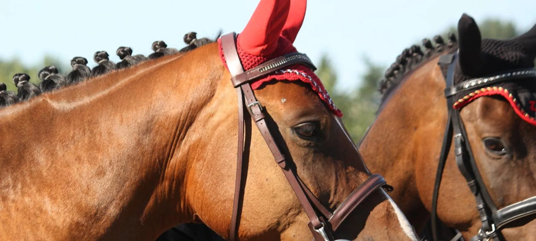 Two fancy performance horses with specialized bridles. Two fancy performance horses with specialized bridles.