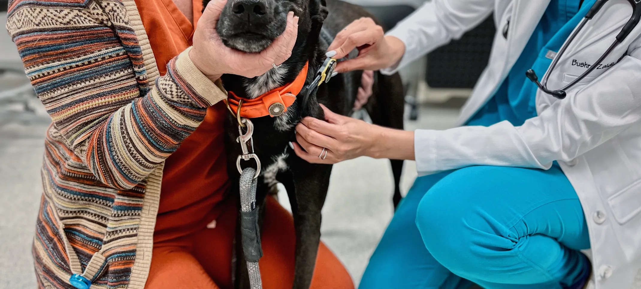 A dog being handled and treated carefully in a veterinary room. A dog being handled and treated carefully in a veterinary room.