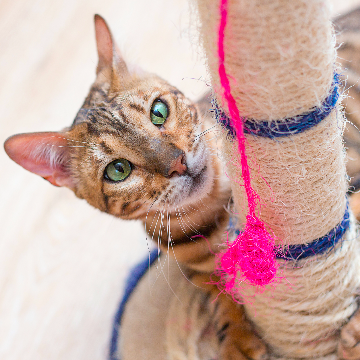 Cat playing on cat condo