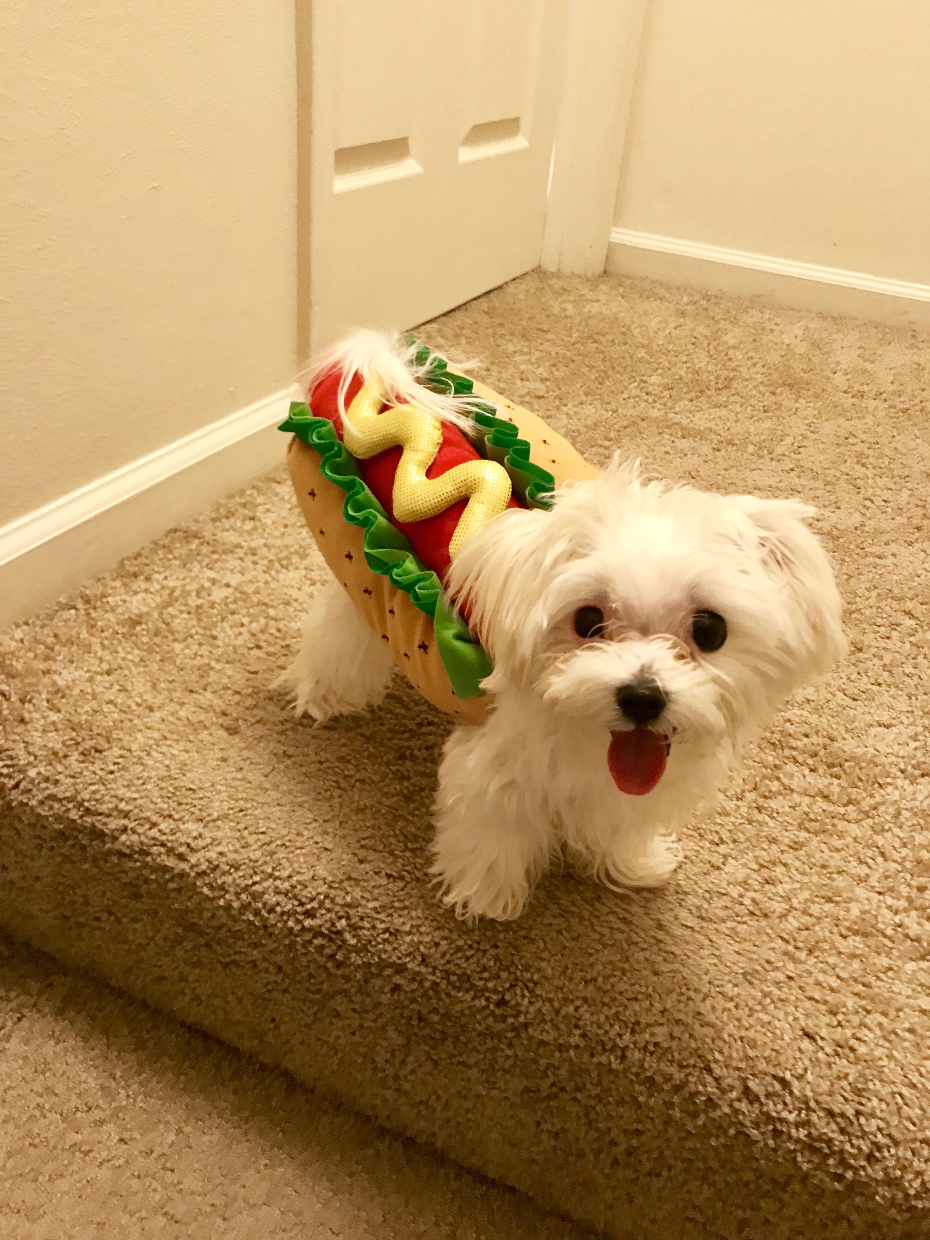 Rahila the dog in a hot dog costume