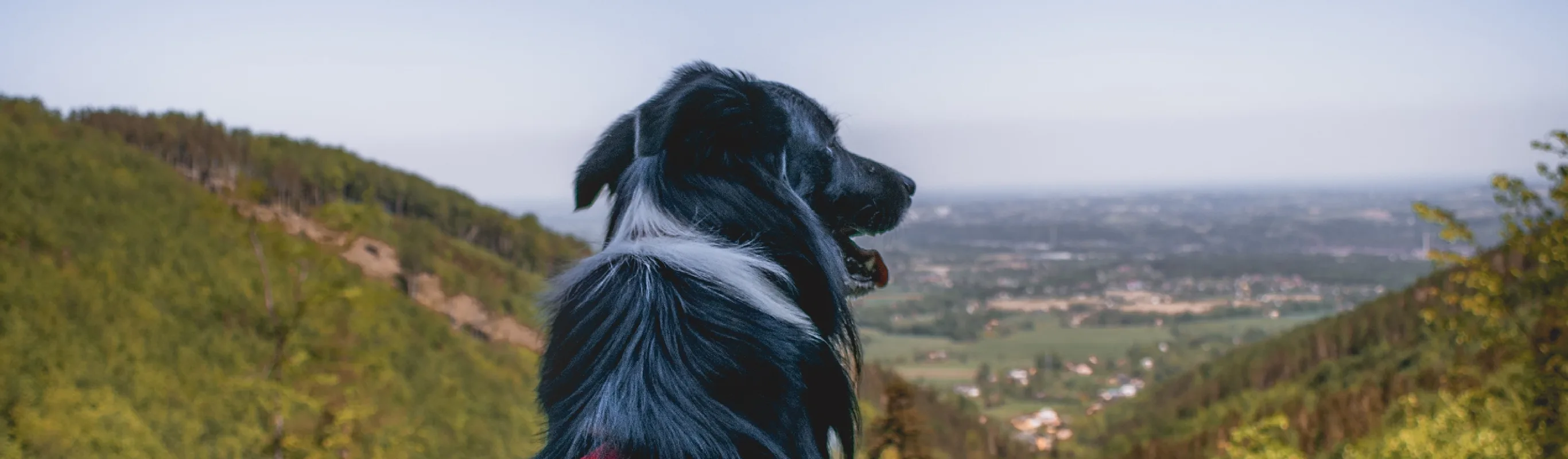 Dog sitting on mountain overlooking horizon Dog sitting on mountain overlooking horizon
