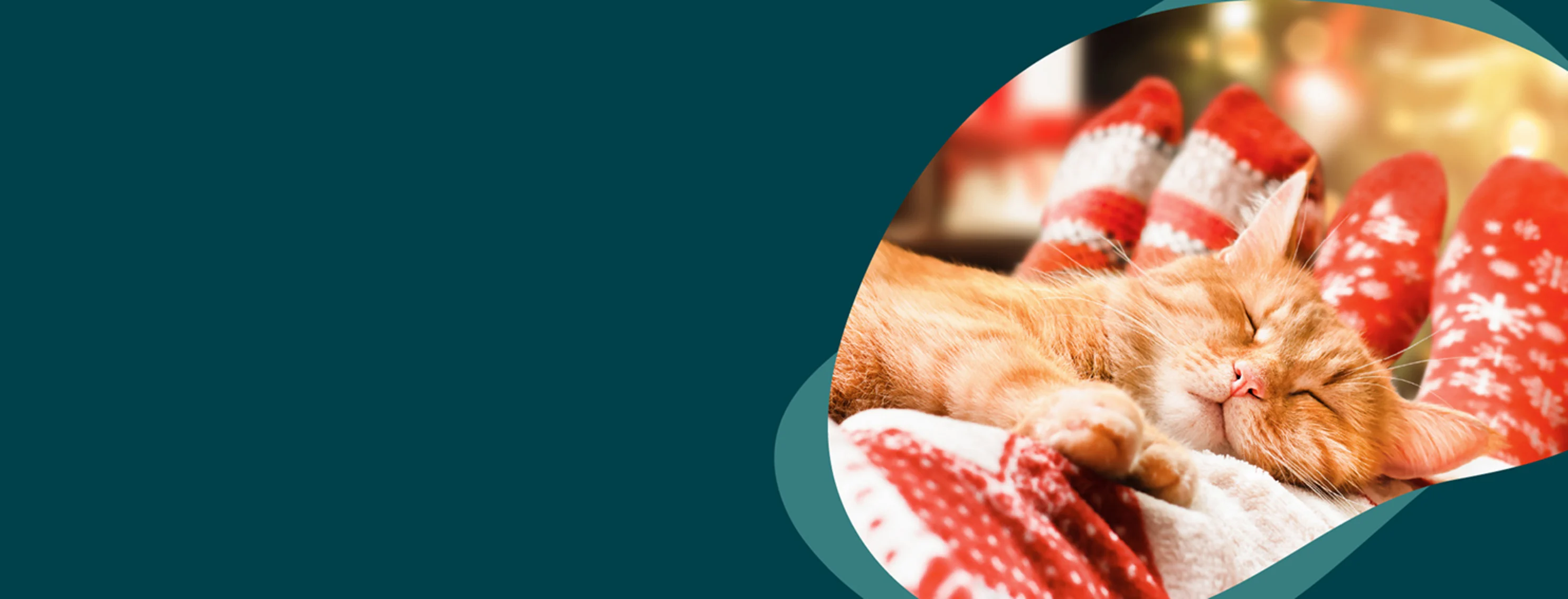 A cat asleep on a pair of legs wearing warm socks A cat asleep on a pair of legs wearing warm socks