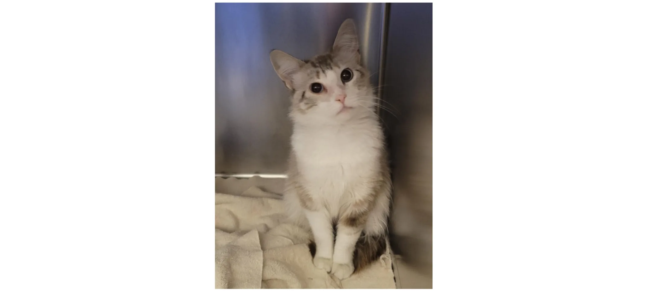 Calico cat sitting nicely. Calico cat sitting nicely.