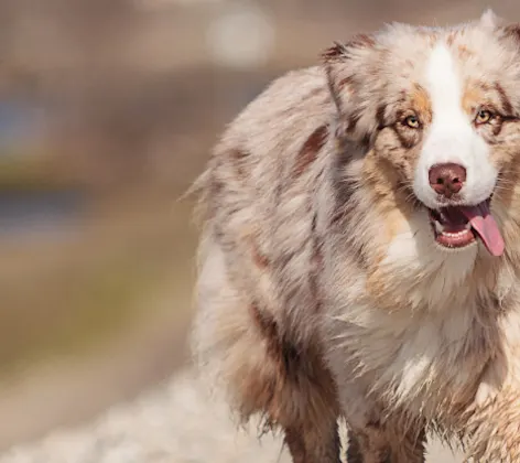 Dog jog on dirt path Dog jog on dirt path