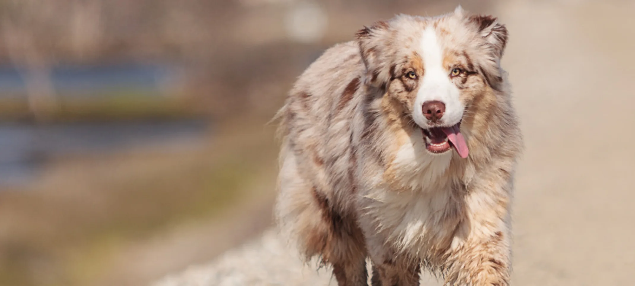 Dog jog on dirt path