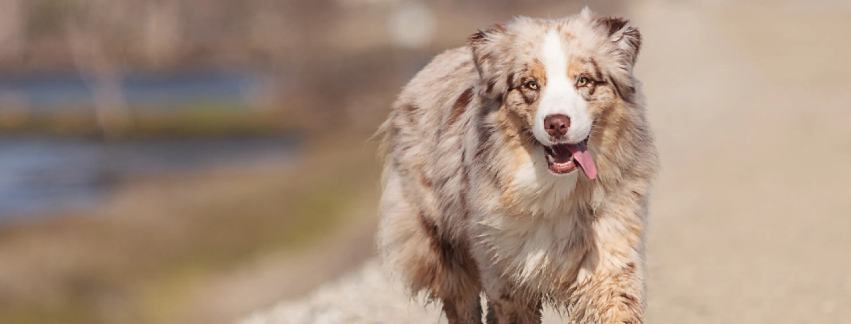 Dog jog on dirt path