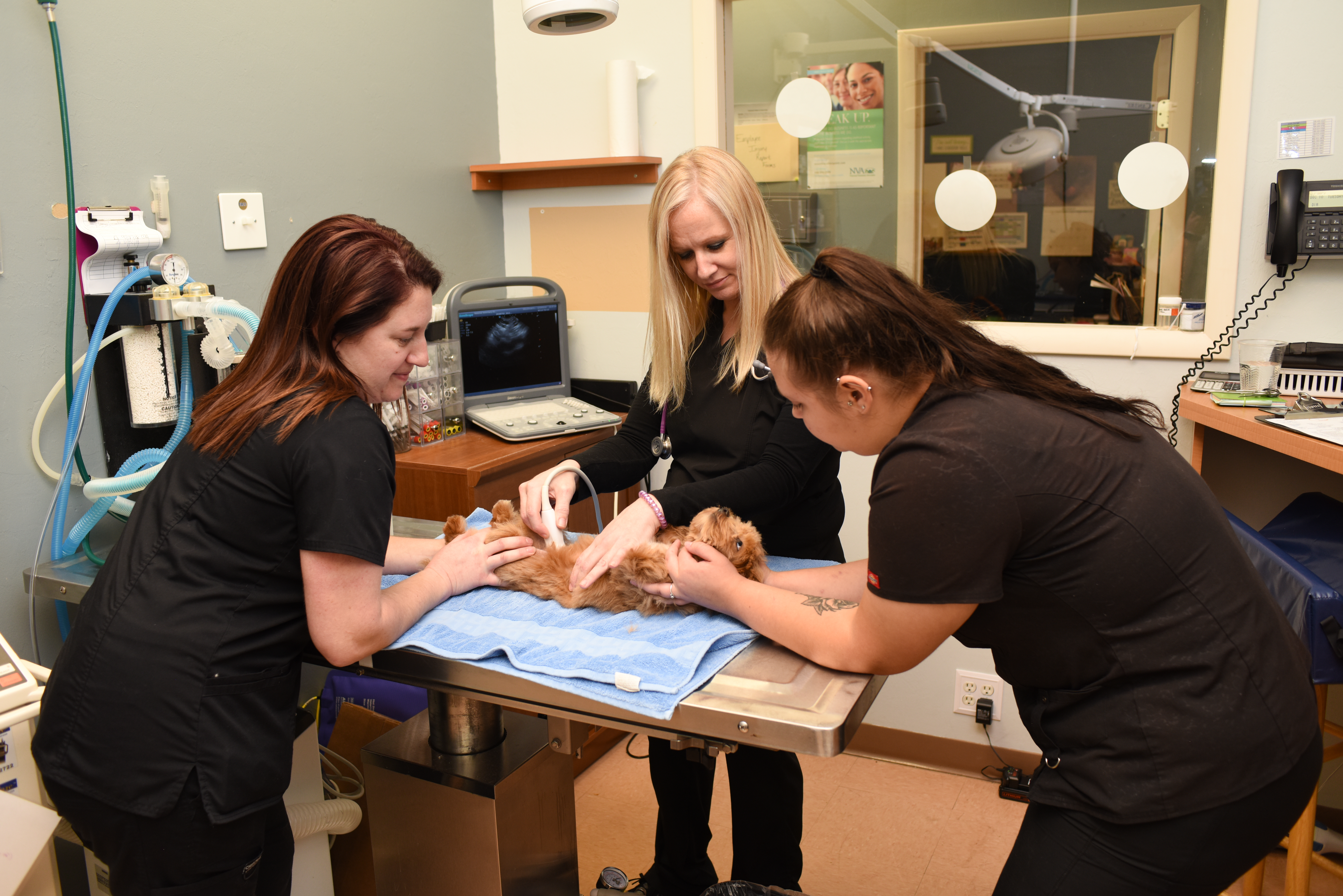 Dog receiving exam from Best Friends Animal Hospital Staff