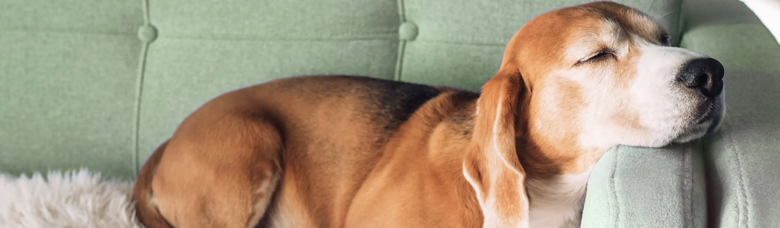 Dog sleeping on sage green couch