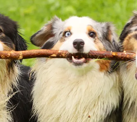 3 australian shepherd dogs carrying a big stick together 3 australian shepherd dogs carrying a big stick together