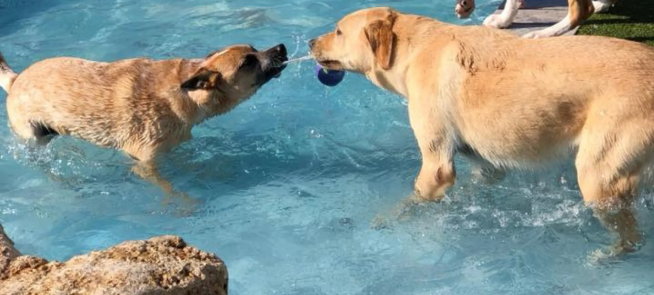 Dogs standing with toy in pool Dogs standing with toy in pool