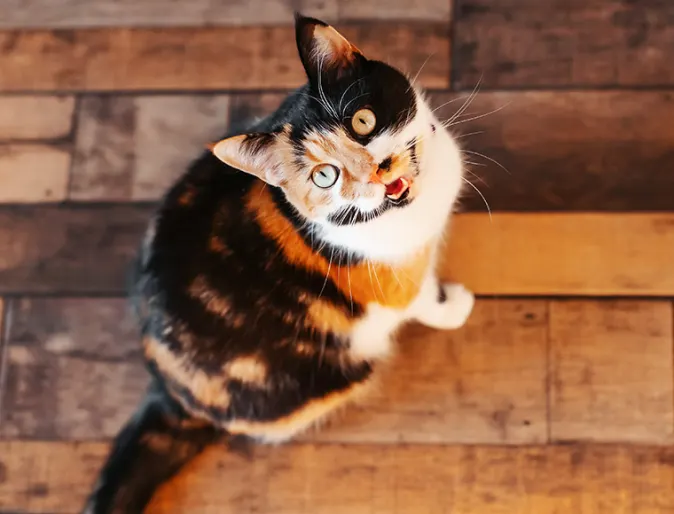 A calico cat looking up meowing on a hardwood floor