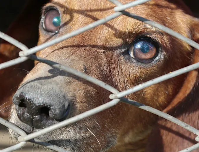 Brown Dog Looking Behind Metal Fence Brown Dog Looking Behind Metal Fence