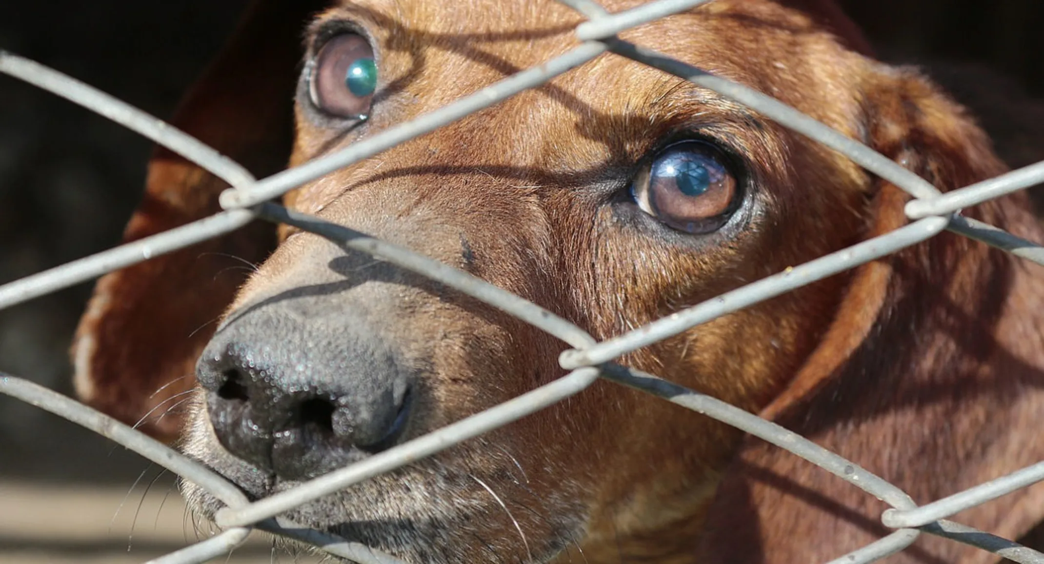 Brown Dog Looking Behind Metal Fence Brown Dog Looking Behind Metal Fence