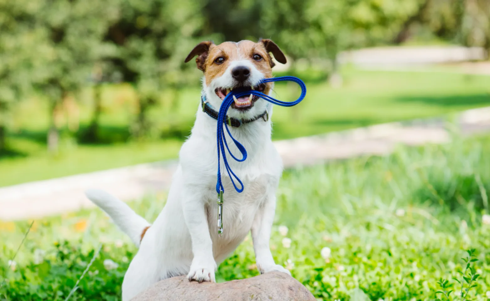 Small white dog holding a blue leash in its mouth standing on a rock in a grassy field.