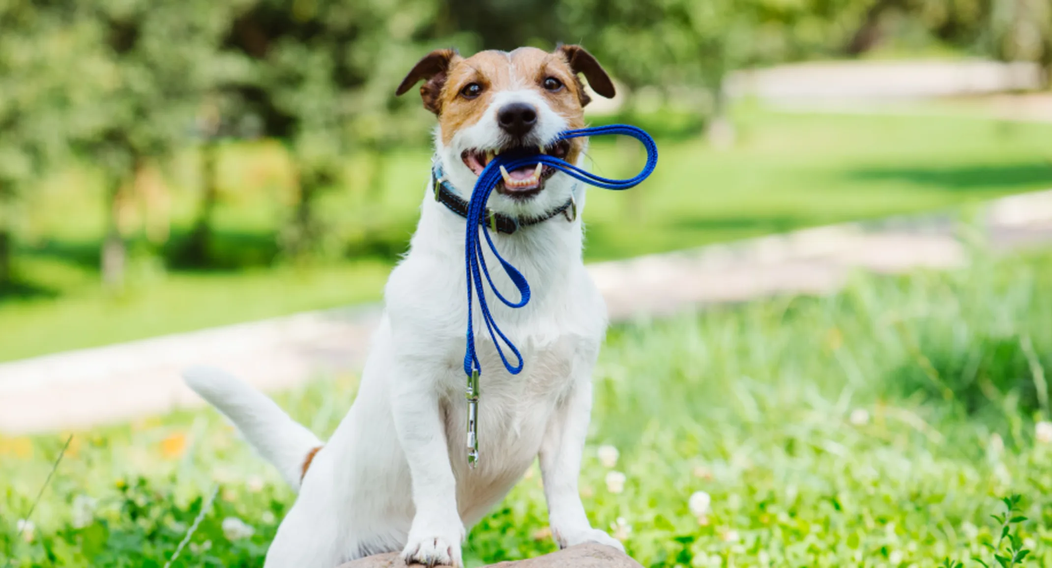 Small white dog holding a blue leash in its mouth standing on a rock in a grassy field.