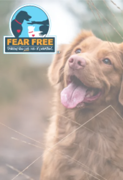 Fear Free Fear Free