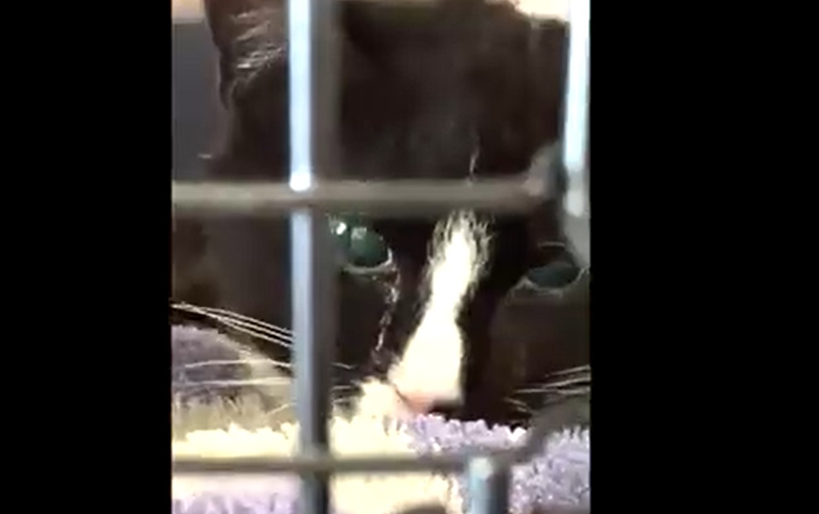 black and white kitty laying down