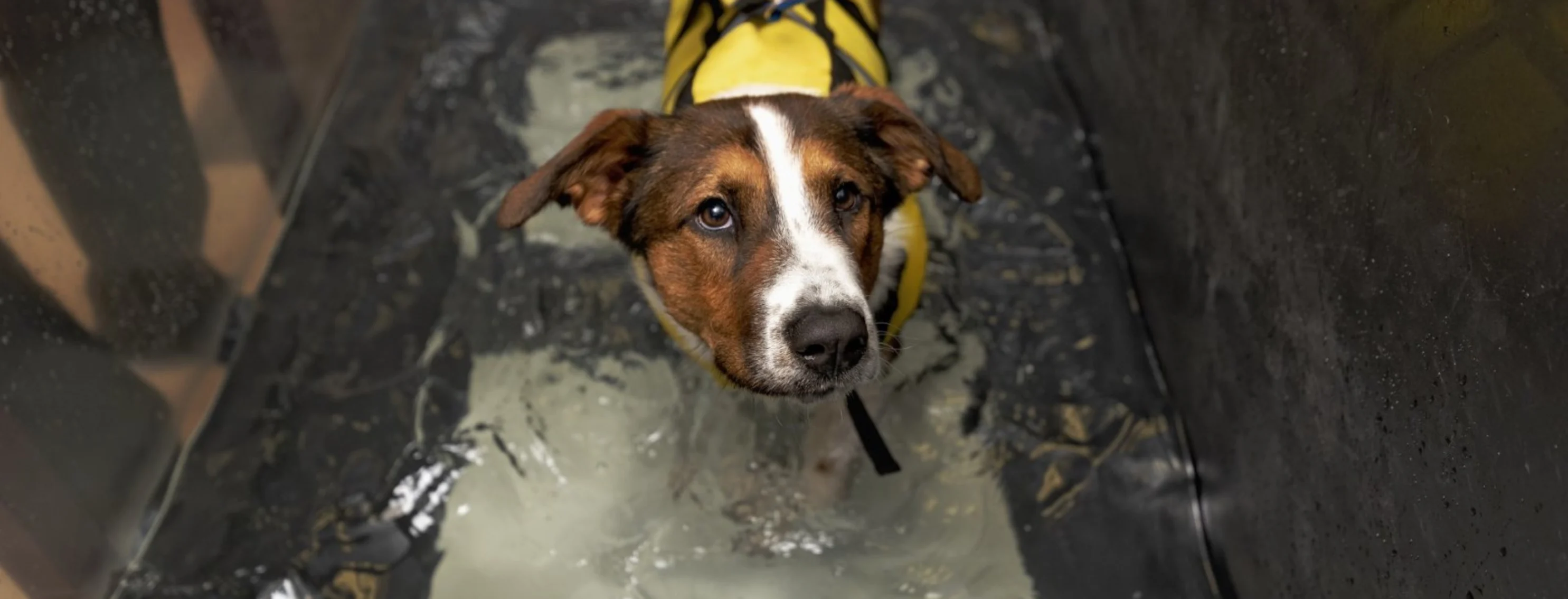 A dog doing water rehab A dog doing water rehab