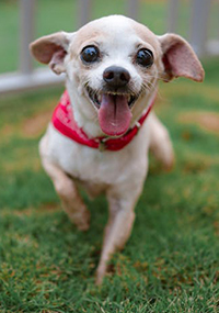 A small dog sitting in grass