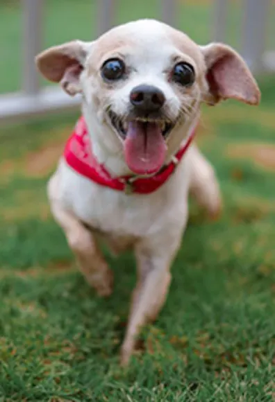 A small dog sitting in grass