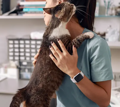 Cat in clinic hugging vet Cat in clinic hugging vet