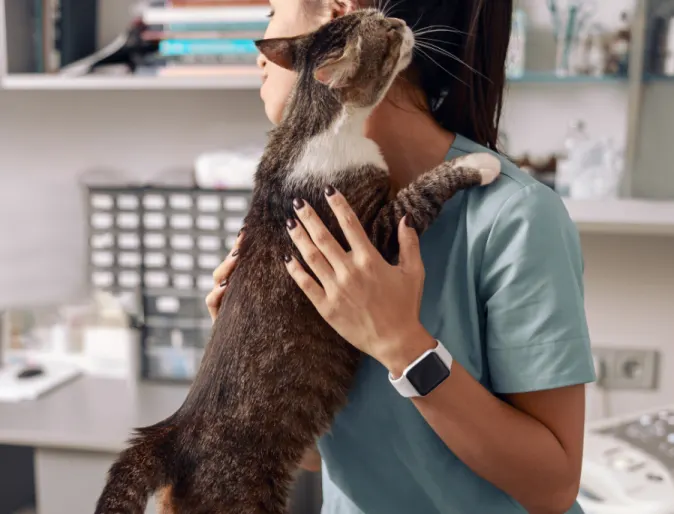 Cat in clinic hugging vet