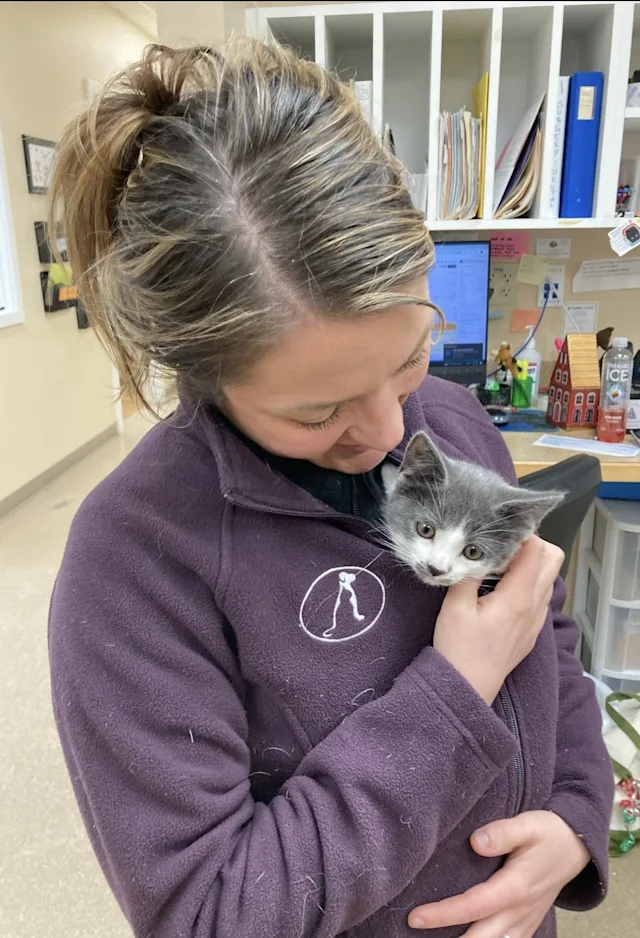 A staff member holding a small gray cat. A staff member holding a small gray cat.