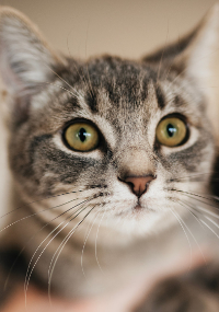 Close up of gray brindle cat with green eyes