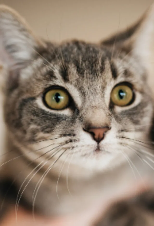 Close up of gray brindle cat with green eyes Close up of gray brindle cat with green eyes