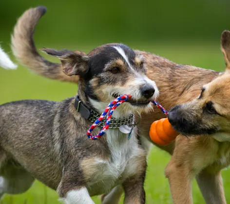 Two dogs playing with a toy in grass Two dogs playing with a toy in grass