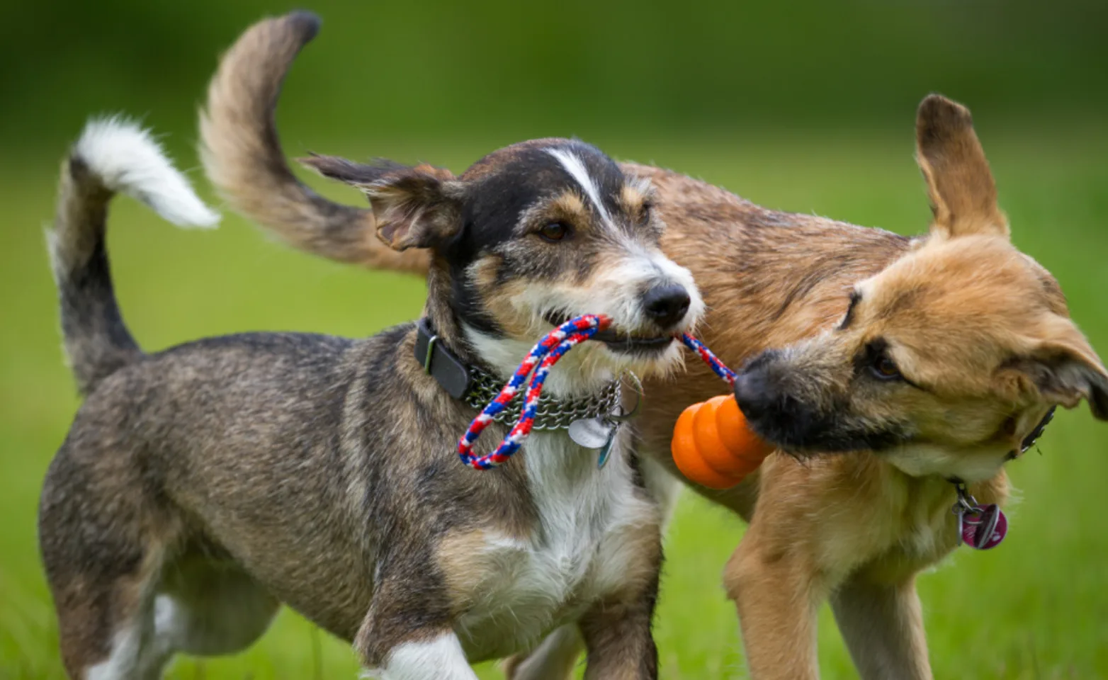 Two dogs playing with a toy in grass