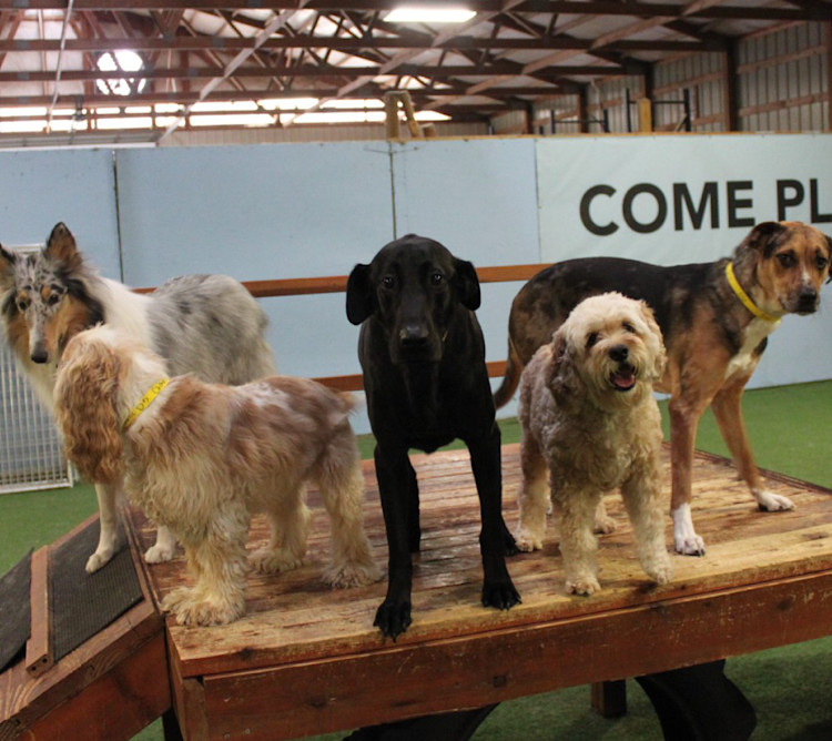 Services | The Pet Ranch