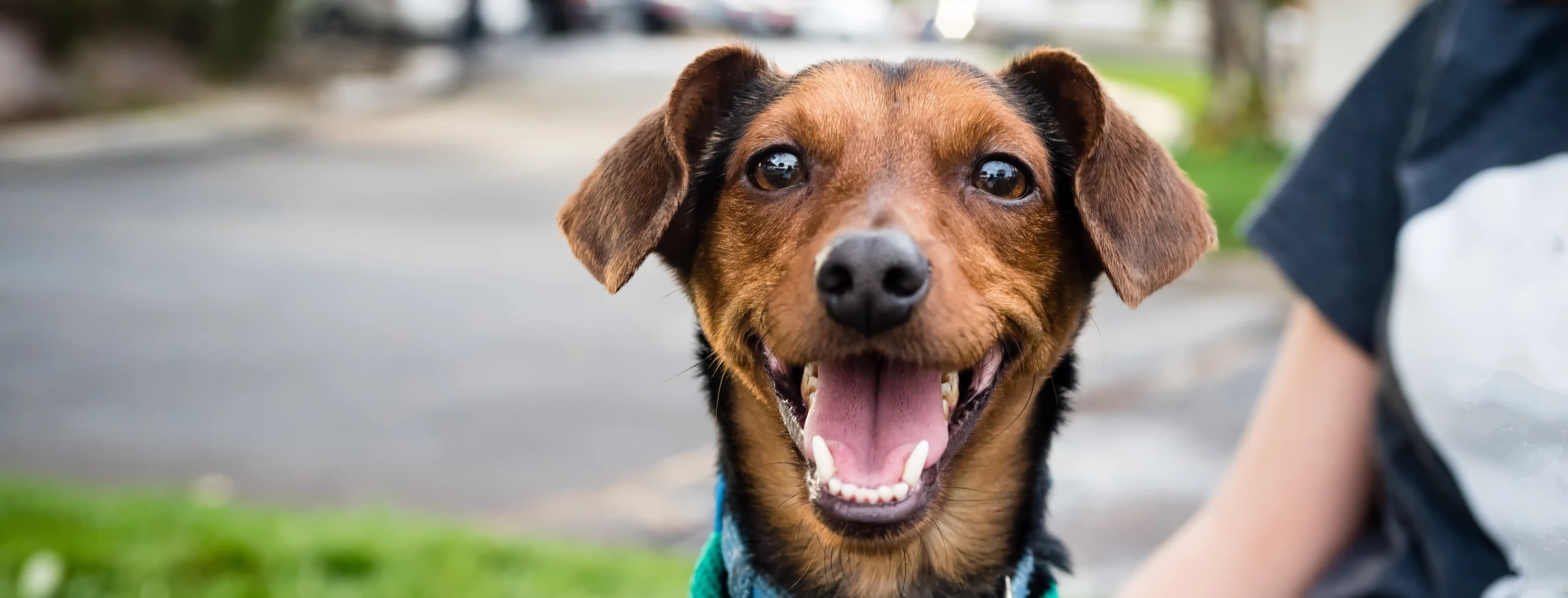 dog looking at camera wearing blue harness