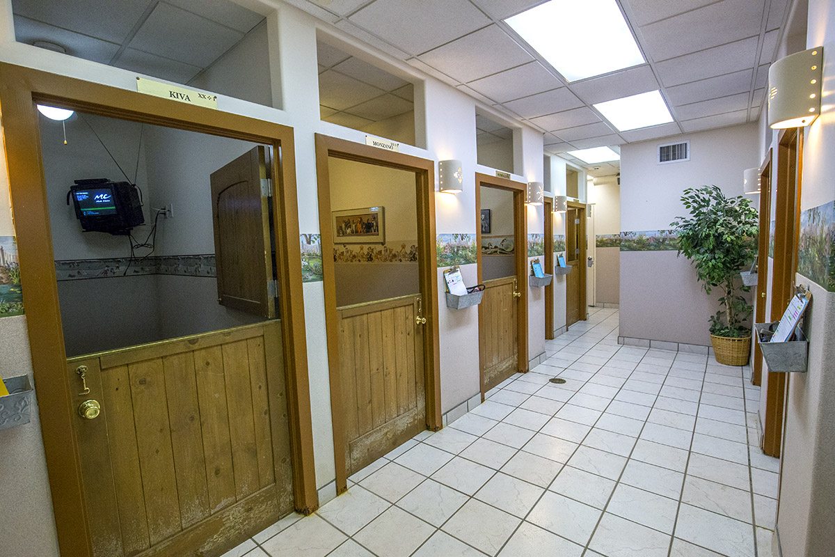 Dog boarding area