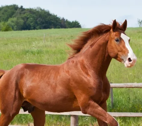 Brown horse trotting in pen in rural setting