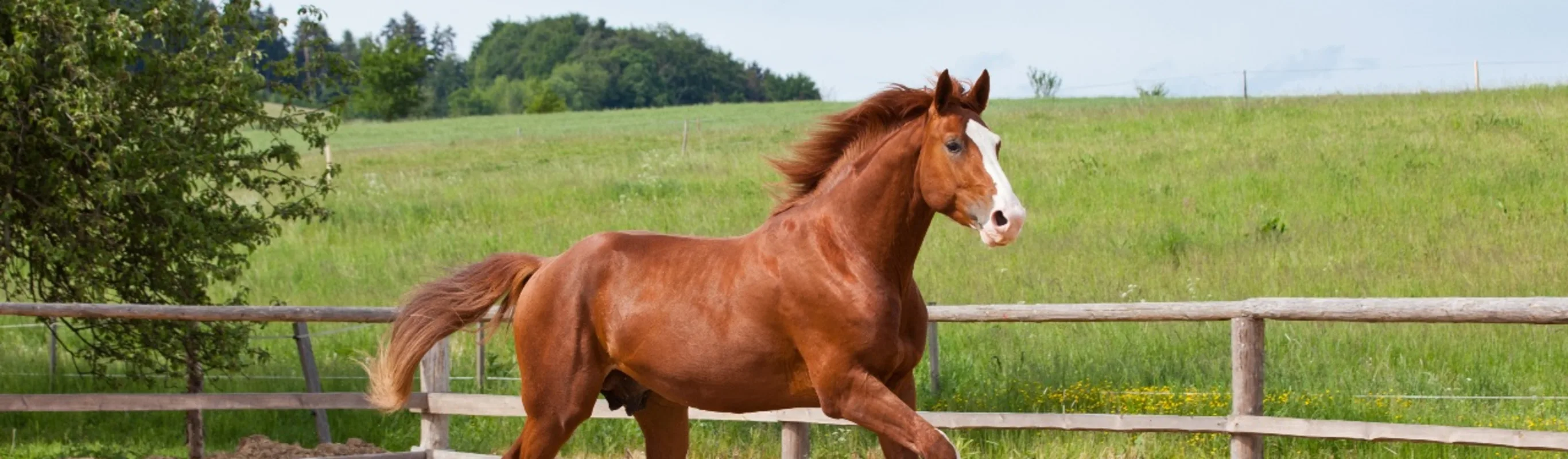 Brown horse trotting in pen in rural setting Brown horse trotting in pen in rural setting