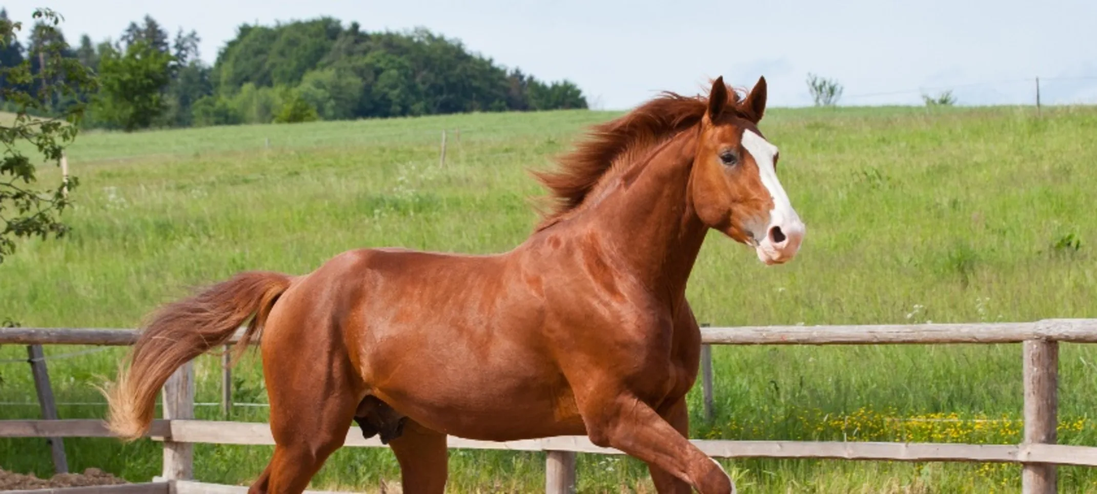 Brown horse trotting in pen in rural setting