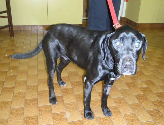 Moses wearing a red leash Moses wearing a red leash