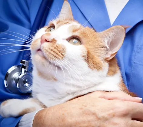 Cat With Vet Cat With Vet