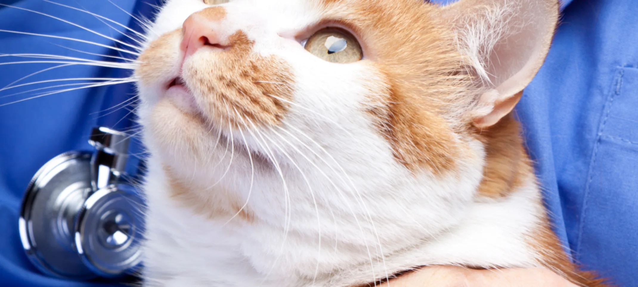 Cat With Vet Cat With Vet