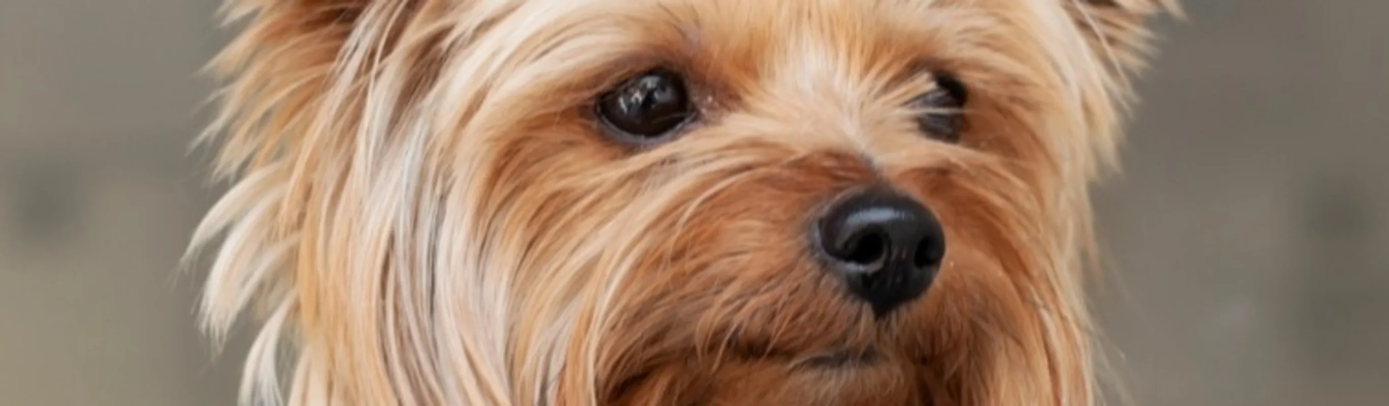 Dog at a Clinic Dog at a Clinic