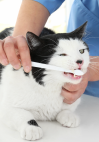 Cat having his teeth brushed.