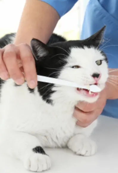 Cat having his teeth brushed.
