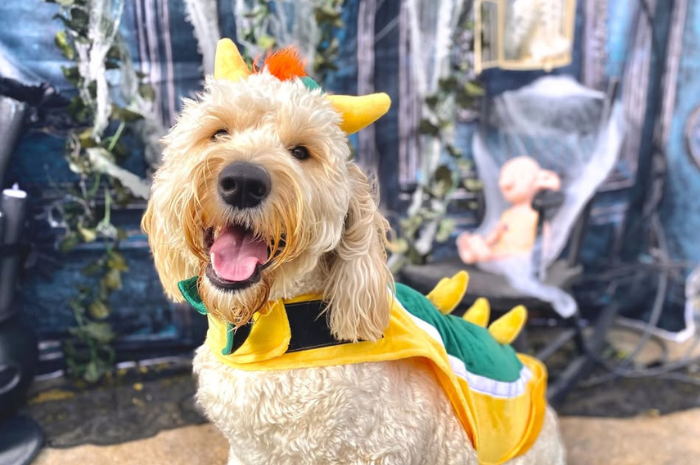 A dog poses in a costume while at PetSuites.