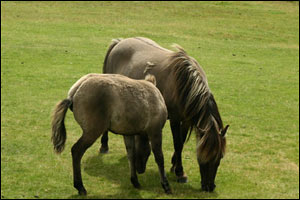 mare and foal grazing 