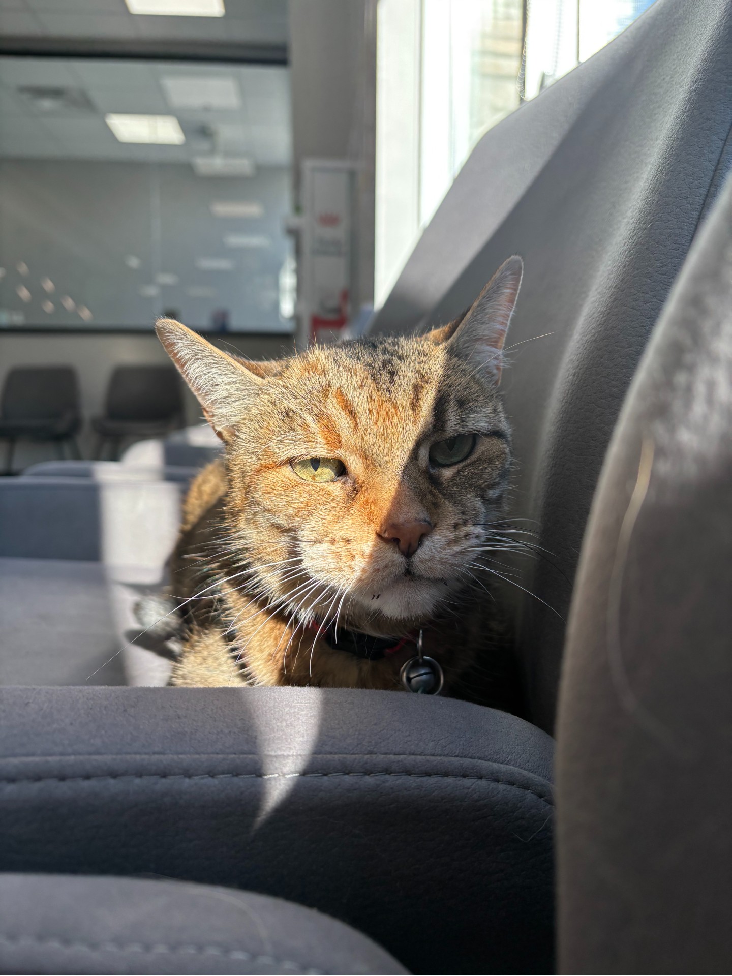 Cat sitting on a chair