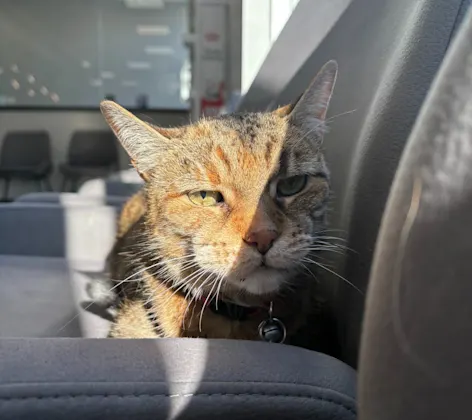 Cat sitting on a chair Cat sitting on a chair
