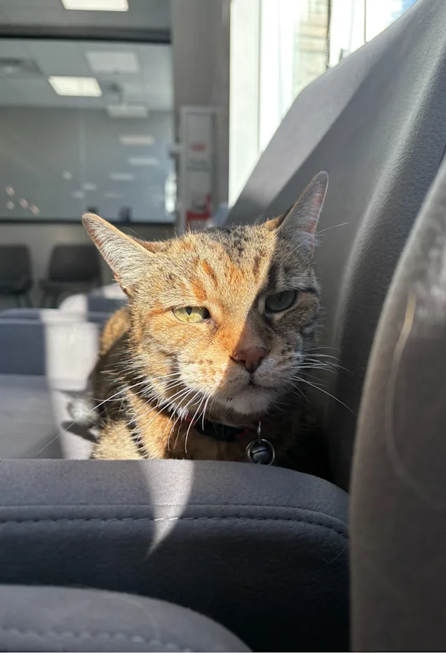 Cat sitting on a chair Cat sitting on a chair